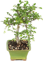 Chinese Elm