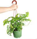 Monstera Adansonii 'Swiss Cheese' (6 inch) - Air-Purifying Houseplants - 4/6 inch Unique Live Decorative Houseplants - Low-Maintenance Indoor Plants, House Warming Gift, Natural Air Purifier
