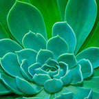 Fat Plants San Diego Premium Cacti and Succulent Potting Mix Soil - for Cactus Palm Tree Citrus Plant Grown in Gardening Containers - Indoors & Outdoors Use - with Natural Food/Fertilizer