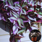 Purple Wandering Jew Plant Live for Planting Indoor, 4 Inc Pot, Tradescantia Zebrina Plant, Wandering Jew Live Plant