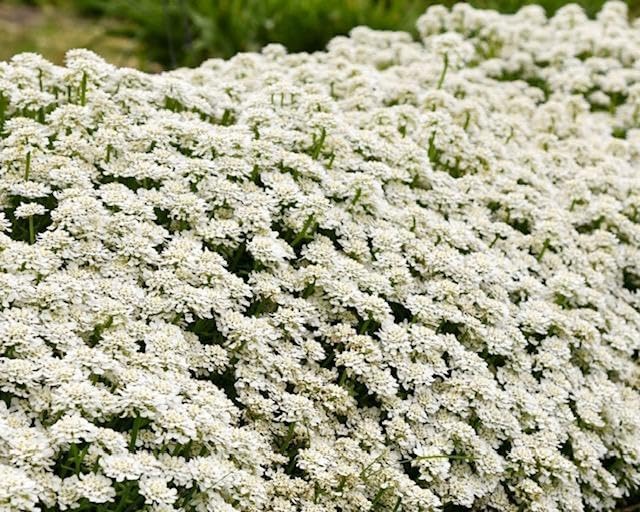 RedCrocus White Out Candytuft | Evergreen Perennial for Borders, Rock Gardens & Containers | Drought Tolerant, Non-Toxic & Pet Safe | Spring Bloom | Full Sun 1 Gallon (Pack of 15)