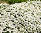RedCrocus White Out Candytuft | Evergreen Perennial for Borders, Rock Gardens & Containers | Drought Tolerant, Non-Toxic & Pet Safe | Spring Bloom | Full Sun 1 Gallon (Pack of 2)
