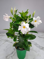 White Mandevilla Plant - Live Flowering Plant with Trellis - 18 inch Hoop, 18 inch to 20 inch Overall Height - 1 Gallon Planter - Tropical Plants of Florida (Plant Only)