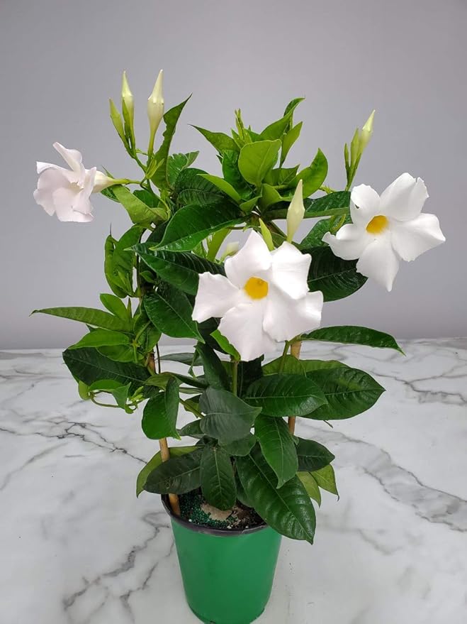 White Mandevilla Plant - Live Flowering Plant with Trellis - 18 inch Hoop, 18 inch to 20 inch Overall Height - 1 Gallon Planter - Tropical Plants of Florida (Plant Only)