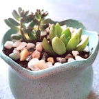 TOYPOPOR Mixed Color Decorative Rocks Stones Pebbles for Plants Garden Gravel White Rocks with Yellow, Green Pastel Accents Vase Fillers Natural Stone Top Dressing for Potted Plants Succulents 6 lbs