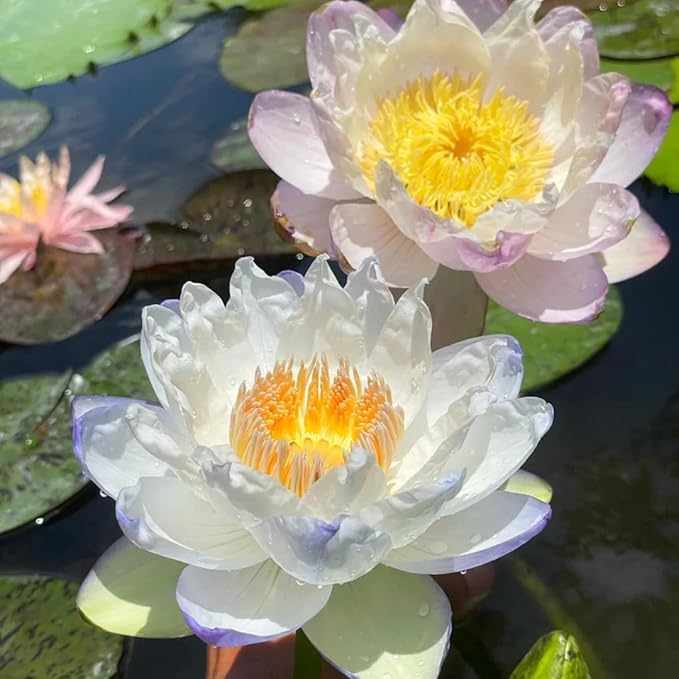 2 Packs of Dwarf Lotus Seeds for Planting in Water, 160+pcs Rare Bowl Lotus Flower Seeds, Heirloom Non-GMO Rare Beauty Flowers Plants Water Home Garden Lotus Bowl Planters for Outdoors Indoors