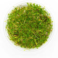 SubstrateSource Live Plant - Glossostigma elatinoides - Foreground Carpeting Plant with Bright Green Leaves, Snail-Free in Vitro Aquarium Plant - Tissue Culture