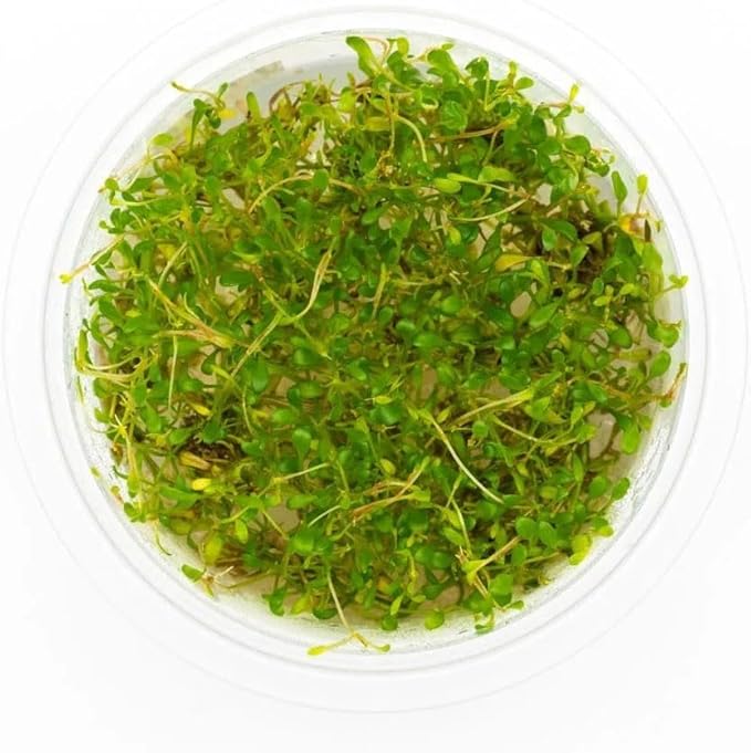 SubstrateSource Live Plant - Glossostigma elatinoides - Foreground Carpeting Plant with Bright Green Leaves, Snail-Free in Vitro Aquarium Plant - Tissue Culture