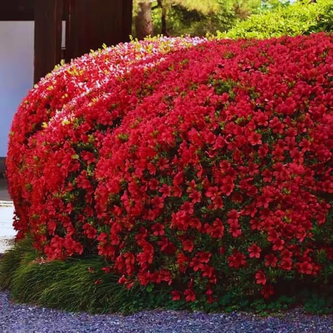 Red Azalea Plant Live, 7 Months Old Rhododendron Like, Azalea Rhododendron Tree Flowers Plants Live Bush in Pot