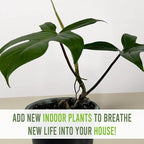 LEAL PLANTS ECUADOR Philodendron Florida Green (Pack of 2)| Exotic Low-Maintenance Houseplant | Perfect for Living Rooms & Indoors | Lush Live Philodendron Plants | Florida Green Indoor Houseplant