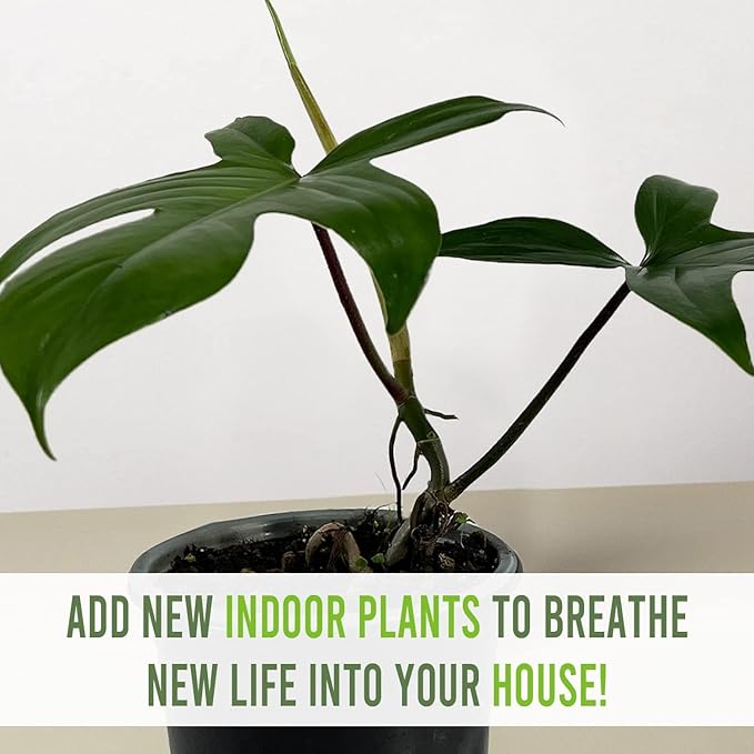 LEAL PLANTS ECUADOR Philodendron Florida Green (Pack of 2)| Exotic Low-Maintenance Houseplant | Perfect for Living Rooms & Indoors | Lush Live Philodendron Plants | Florida Green Indoor Houseplant