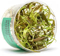 Ultum Nature Systems Cryptocoryne Beckettii Water Trumpet Tissue Culture Live Plant for Aquarium, Aquascape, Freshwater Fish Tanks - 100% Snail Free in Vitro