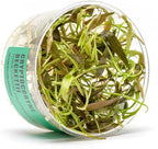 Ultum Nature Systems Cryptocoryne Beckettii Water Trumpet Tissue Culture Live Plant for Aquarium, Aquascape, Freshwater Fish Tanks - 100% Snail Free in Vitro