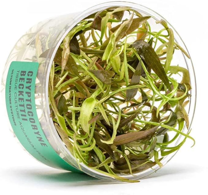 Ultum Nature Systems Cryptocoryne Beckettii Water Trumpet Tissue Culture Live Plant for Aquarium, Aquascape, Freshwater Fish Tanks - 100% Snail Free in Vitro