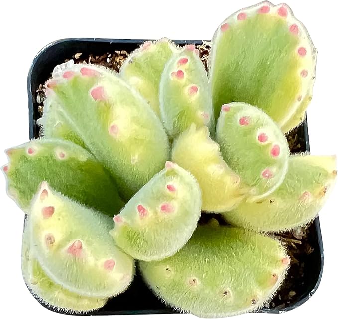 Sprout N Green Variegated Bear’s Paws, Live Succulent Plant Fully Rooted in 2" Pot with Soil, Home Office Indoor Outdoor Wedding Decoration DIY Project, Easy to Care, Keep Away from Pets