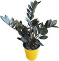 Live Raven ZZ Plant – Black Zamioculcas Zamiifolia, 6" Nursery Pot, 14–18" Tall – Rare Tropical Indoor Houseplant with Deep Purple-Black Foliage – Low Light & Low Maintenance