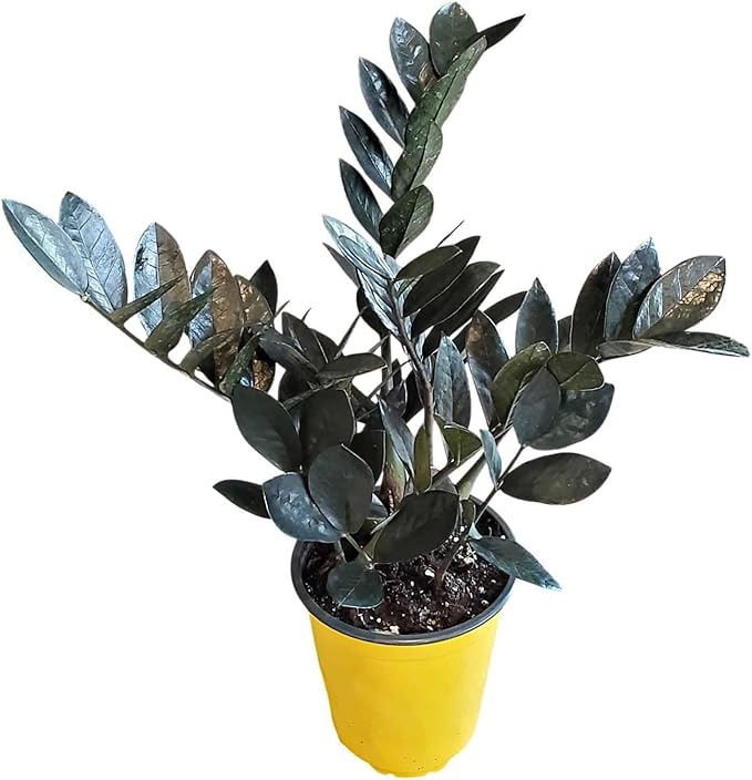 Live Raven ZZ Plant – Black Zamioculcas Zamiifolia, 6" Nursery Pot, 14–18" Tall – Rare Tropical Indoor Houseplant with Deep Purple-Black Foliage – Low Light & Low Maintenance