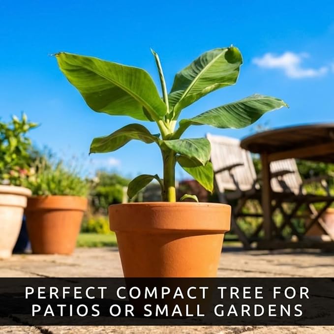 Dwarf Banana Seeds for Planting – Great for Bonsai - Non-GMO Banana Tree Seeds – Tropical Fruit Seeds for Indoor & Outdoor Growing – Grow Your Own Banana Plant (15 Seeds)