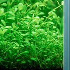 SubstrateSource Live Plant - Glossostigma elatinoides - Foreground Carpeting Plant with Bright Green Leaves, Snail-Free in Vitro Aquarium Plant - Tissue Culture