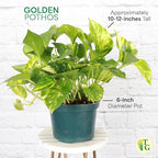 Thorsen's Greenhouse Golden Pothos, Live Indoor Vining Plant, Easy to Grow, Variegated Houseplant, Natural Air Purifier (Chocolate, 6-inch Pot)