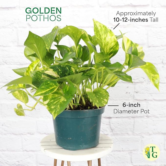 Thorsen's Greenhouse Golden Pothos, Live Indoor Vining Plant, Easy to Grow, Variegated Houseplant, Natural Air Purifier (Sage, 6-inch Pot)