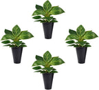 Philodendron Birkin Plant (4 Pack) Live Starter Plug Plants, Variegated Indoor Houseplants, Tropical Philodendron Plants Live, Easy Care Houseplants, White Striped Foliage Plants for Indoor Growing
