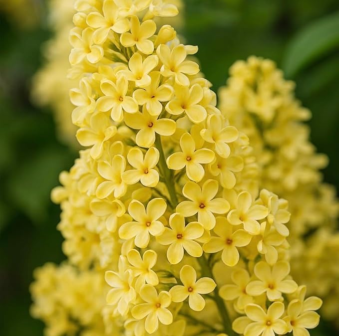 Primrose Yellow French Lilac (Syringa) Live Plant – Rare Yellow Lilac Shrub – Fragrant Spring Flowers – Cold Hardy Ornamental Bush – Starter Plant