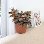 Peperomia 'Metallica' (4 inch) - Pet-Friendly Houseplants - Attractive Indoor Plants, Easy to Grow, Pet Safe Plants for Cats & Dogs, Ideal for Home Decor, Office & Gift