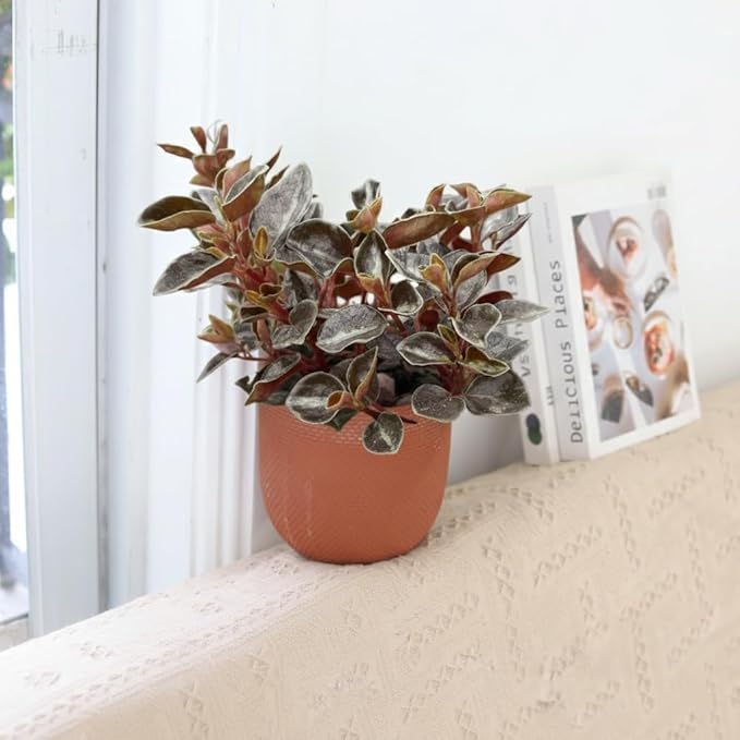 Peperomia 'Metallica' (4 inch) - Pet-Friendly Houseplants - Attractive Indoor Plants, Easy to Grow, Pet Safe Plants for Cats & Dogs, Ideal for Home Decor, Office & Gift