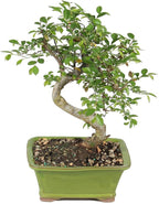 Chinese Elm