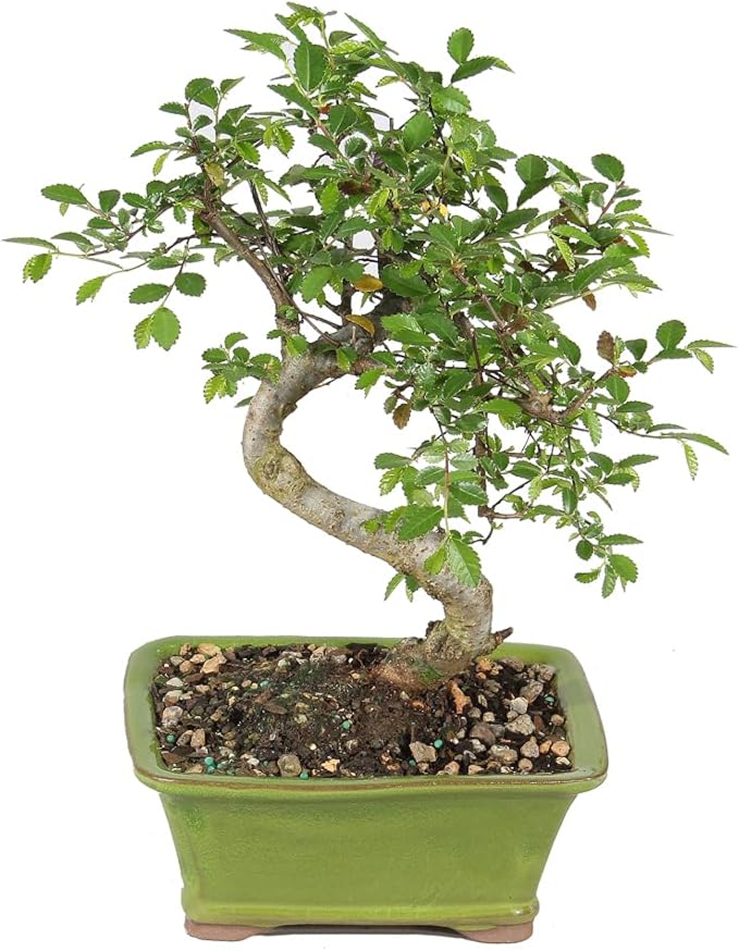 Chinese Elm
