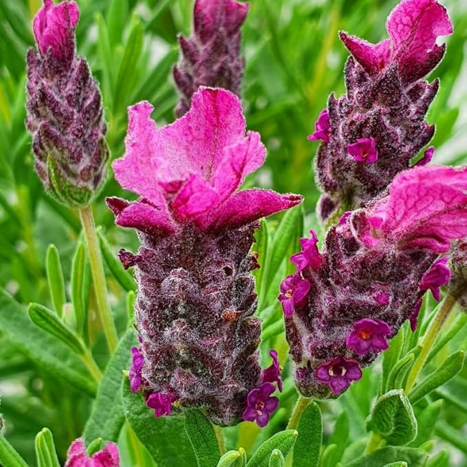 4 Lavender Plants Live Starter Plants 4-6" in Tall, Hardy Perennial Lavender for Garden and Landscape with Fragrant Purple Blooms, No Pot (Pink-Purple)