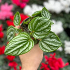 Peperomia Ecuador Live Plant, Pet-Safe Watermelon Style Stripe Houseplant in 3-Inch Grower Pot, Rare Low Maintenance Indoor Tropical Plant for Home and Office Decor