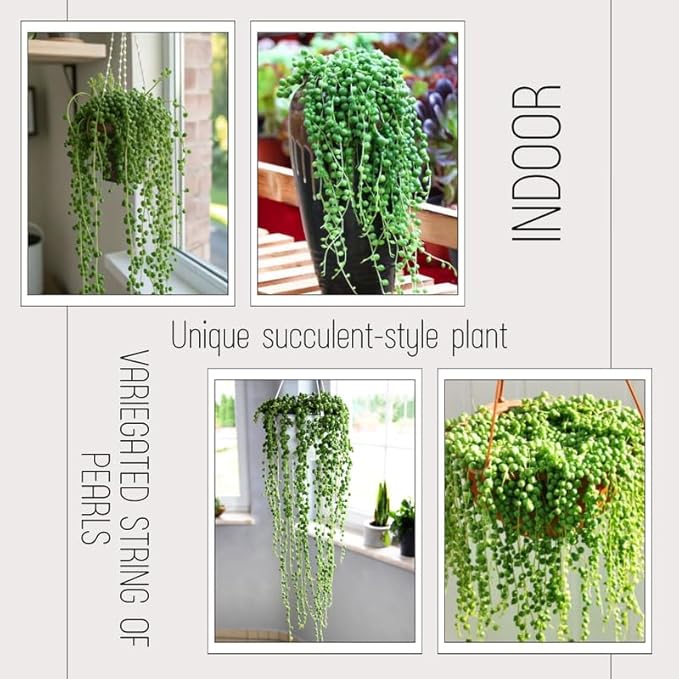 String of Pearls Live Plant, Rare Succulent Houseplant Indoor Home Decoration