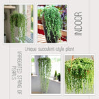 String of Pearls Live Plant, Rare Succulent Houseplant Indoor Home Decoration
