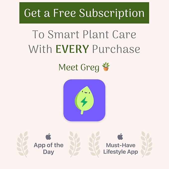 American Plant Exchange English Ivy Variegated – 4-Inch Pot – Live Easy Care Vining Houseplant, Elegant Trailing Foliage for Home, Office, or Garden Decor