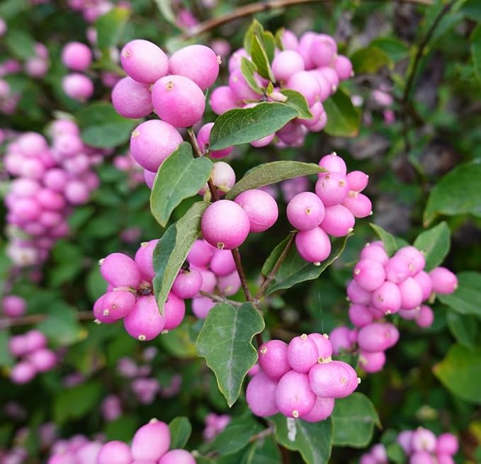 Coralberry Bonsai Tree Seedling for Planting - 1 Year Old Well Rooted Seedling - Indian Currant (1 Seedling)