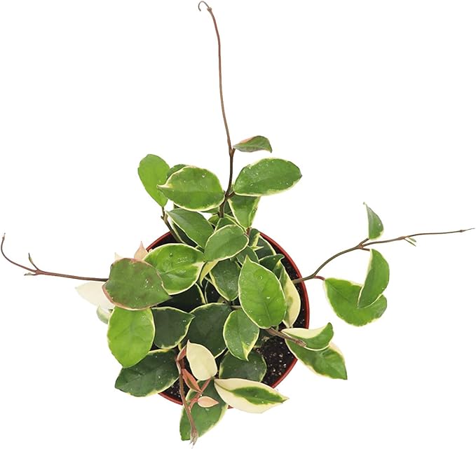 Hoya Tricolor - 6" from California Tropicals