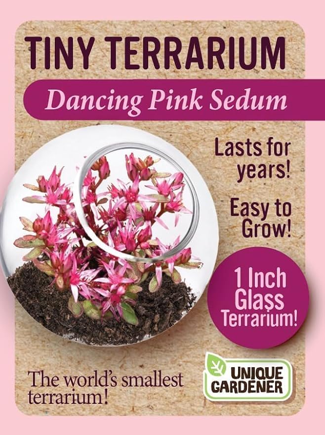 Unique Gardener Tiny Terrarium Plant Seeds 4 Variety Pack, DIY Indoor Succulents and Live Plants for Home or Garden Planting, Assorted Sedum Pack