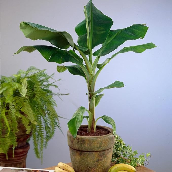 Brighter Blooms - Dwarf Cavendish Banana Tree, 6 inch - No Shipping to AK, AZ, HI