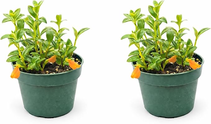 Goldfish Plant – Live Nematanthus Gregarius in 4-Inch Pot (2 Pack) – Easy Care Indoor Hanging Houseplant with Bright Orange Blooms – Pet Safe & Low Maintenance
