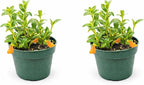 Goldfish Plant – Live Nematanthus Gregarius in 4-Inch Pot (2 Pack) – Easy Care Indoor Hanging Houseplant with Bright Orange Blooms – Pet Safe & Low Maintenance