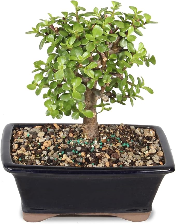 Brussel's Bonsai - Live Dwarf Jade Bonsai Tree in a Grower Bonsai Pot, Indoor Succulent Houseplant, 4 Years Old, 8-12 Inches Tall, Easy Care Plant for Home or Office (Medium, Green)