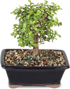 Brussel's Bonsai - Live Dwarf Jade Bonsai Tree in a Grower Bonsai Pot, Indoor Succulent Houseplant, 4 Years Old, 8-12 Inches Tall, Easy Care Plant for Home or Office (Medium, Green)
