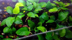 3 Aquatic Plants Bundle | Live Plants for Freshwater Aquariums (3 X Anubias VAR Nana Plants)