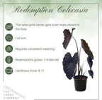 Live Colocasia - Redemption, 10” Tall by 5” Wide in 1.76 Qt Pot, Trimmed Back for Shipping Purposes