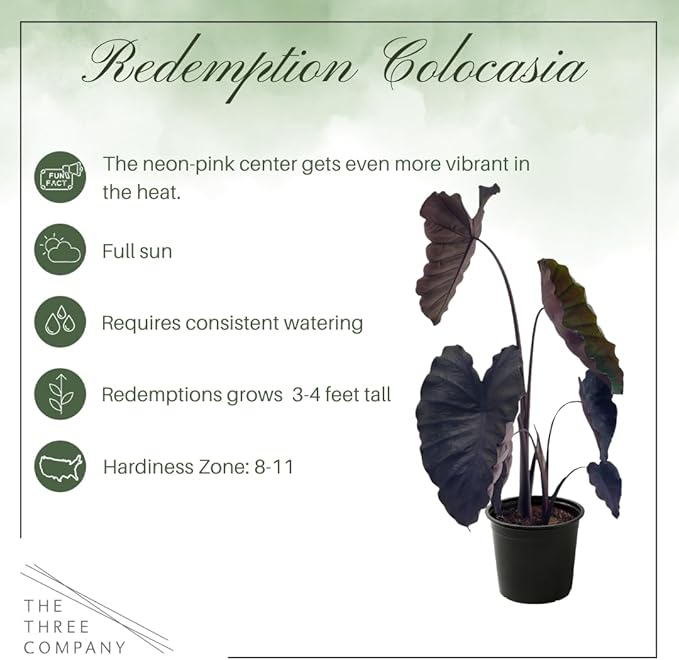 Live Colocasia - Redemption, 10” Tall by 5” Wide in 1.76 Qt Pot, Trimmed Back for Shipping Purposes