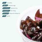 SubstrateSource Live Plant - Alternanthera Reineckii Lilacina Red Stem Tissue Culture Aquatic Live Aquarium Plant - 100% Snail Free in Vitro Cup (AR Lilacina)