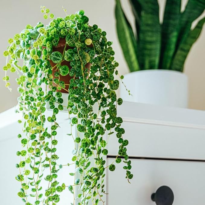 String of Turtles Plant Live, Rare Succulent Trailing Vine in Pot, Indoor Houseplant