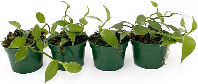 Live Vanilla planifolia Orchid Plant - 'Vanilla Orchid' - ragnaroc Tropical Plant 3-6" Tall - 1ct - Live Arrival Guaranteed - House Plants for Home Décor & Gift